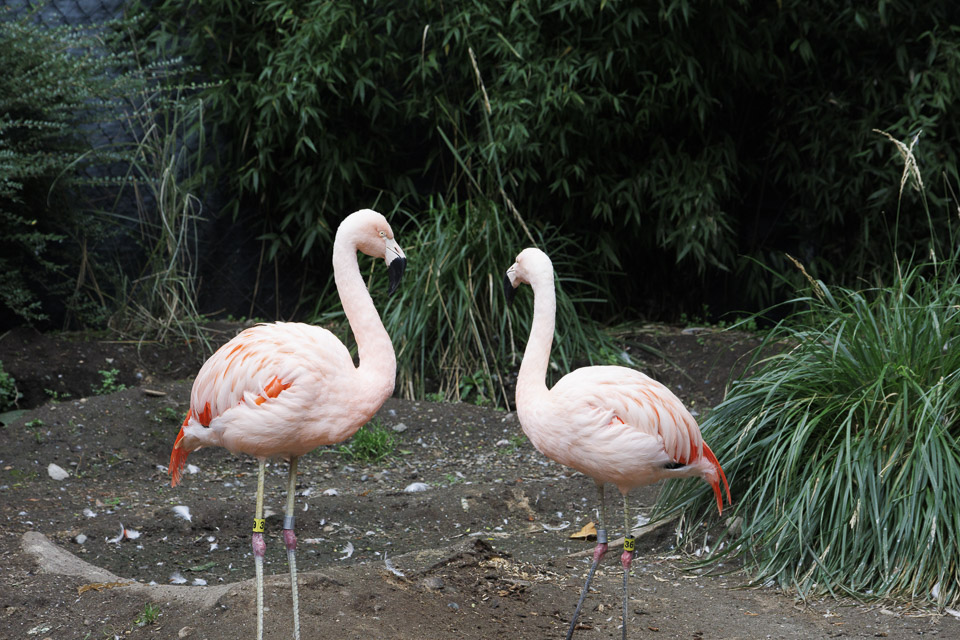 Woodland Park Zoo — photo 34